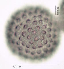 Sida acuta Pollen